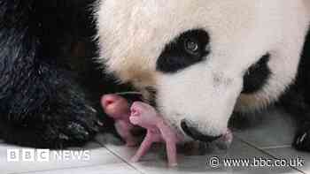 South Korea welcomes first panda twins