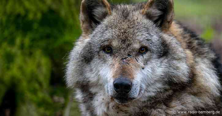 Zerstückelter Wolfskadaver in Kanal geworfen