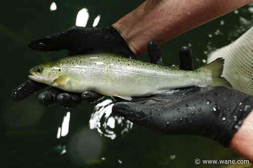 Construction of controversial salmon farm in northwest Ohio put on hold