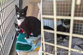 Kittens stuck on Pinner Road, Harrow roof rescued by RSPCA