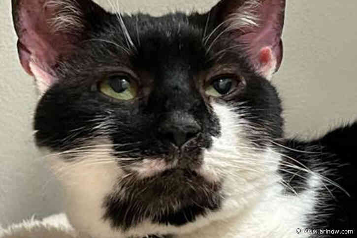 Adoptable Pet of the Week: Cheesecake
