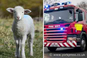 Lamb rescued from river in Ryther, near Tadcaster