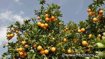 Florida's most iconic industry has its worst year on record. See what's impacting citrus growers