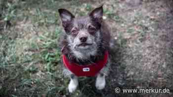 „Die ehemaligen Besitzer waren total überfordert“: Hund Balu landet im Tierheim