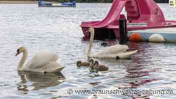 Der Schwan vom Salzgittersee ist wieder Zuhause