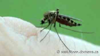 'The numbers were huge': Saskatoon saw massive mosquito spike in June
