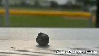 Fans mixed on Saskatoon baseball team's new name