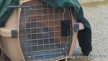 Great Lakes piping plover chicks released at Chicago's Montrose Beach