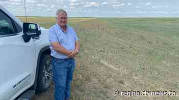 Sask. farmers plagued by scorching drought, destructive grasshoppers