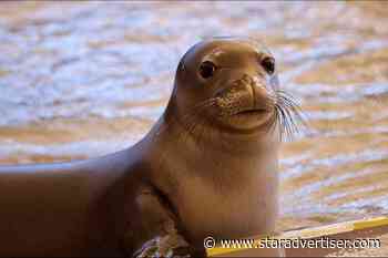 Reward for leads on monk seal death increased to $8,800