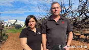 Grape growers hit by worst disease pressures in decades raise concerns about unmanaged vineyards