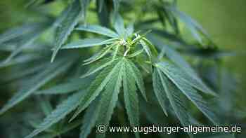 Mann stellt Marihuana-Pflanze aufs Fensterbrett – dann rückt die Polizei an