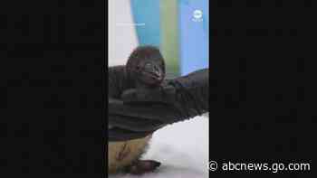 WATCH:  Aquarium welcomes first rockhopper penguin chick in 8 years