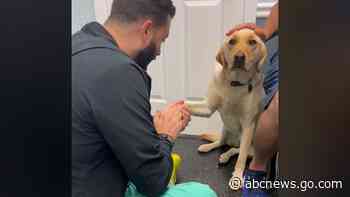 WATCH:  Video of injured dog learning to trust vet goes viral