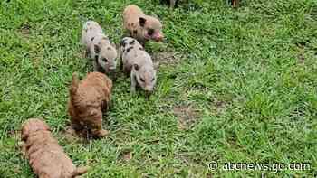 WATCH:  Puppies and mini pigs become newfound friends