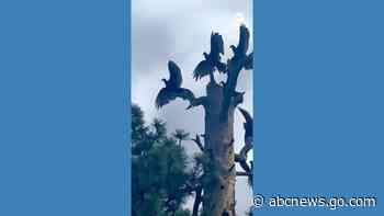 WATCH:  Vultures strike perfect ‘spooky-cool’ pose