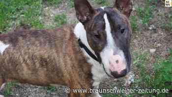 Miniatur Bullterrier Boomer sucht dringend ein neues Zuhause!