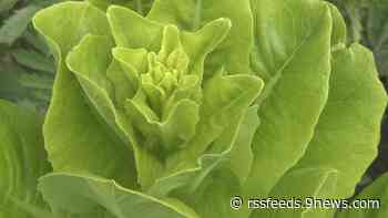 Proctor's Garden: Heat changes garden practices