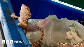 Bearded dragon found dumped in communal bin