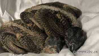 An osprey nest caught fire with babies inside, but incredibly, they were rescued