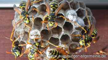 Männer wollen Wespen im Rollladenkasten ausräuchern: Feuerwehr muss anrücken