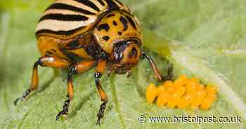 Urgent warning as beetle which could devastate crops spotted