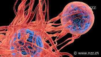 ERKLÄRT - Der Süssstoff Aspartam ist möglicherweise krebserregend, aber wir können getrost einige Milligramm pro Tag davon essen. Was bedeutet denn nun krebserregend?