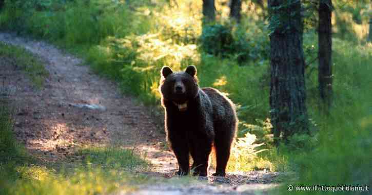 Sospeso l’abbattimento degli orsi Jj4 e Mj5: il Consiglio di Stato accoglie il ricorso degli animalisti