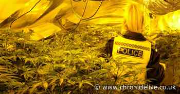 Large cannabis farm discovered in Elswick property during Operation Impact police raids