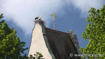 Sturm erfasst Storchennest: Drei Jungtiere tot