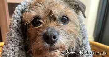 Desperate Bristol family search for missing dog Meg