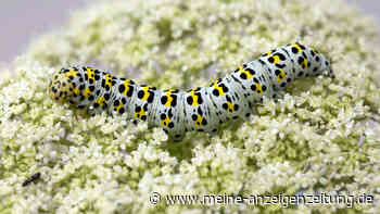 Fünf Pflanzen, die Schmetterlinge und Raupen lieben