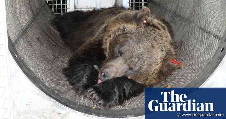 Court grants reprieve to brown bear that killed Italian jogger