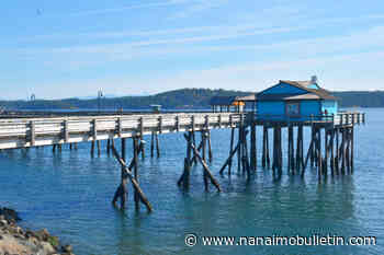 VIDEO: Pod of orcas, including calves, swarm Vancouver Island pier