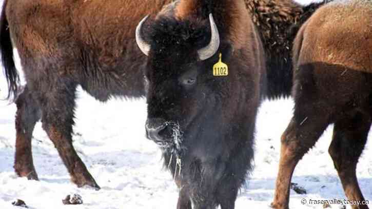 N.W.T. confirms anthrax outbreak in Slave River Lowlands bison
