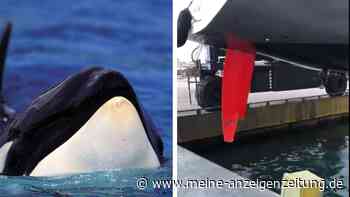 „Wird etwas Schlimmes passieren“: Killerwal hebt Yacht auf dem Weg nach Mallorca aus dem Wasser