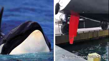„Wird etwas Schlimmes passieren“: Killerwal hebt Yacht auf dem Weg nach Mallorca aus dem Wasser