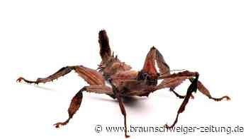 Gespensterschrecken aus Australien gruseln auf TikTok