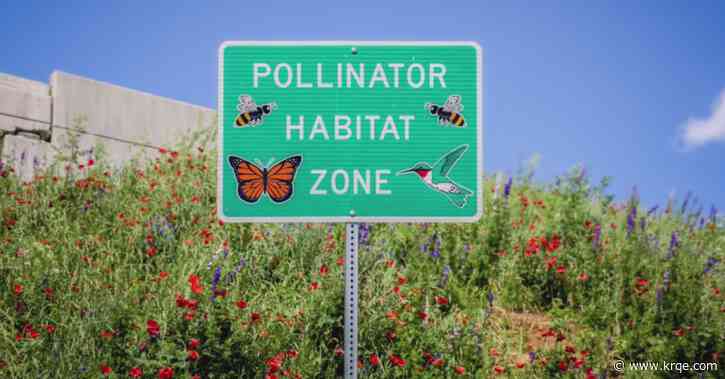 Environmental Activism in the Summer at Explora Museum