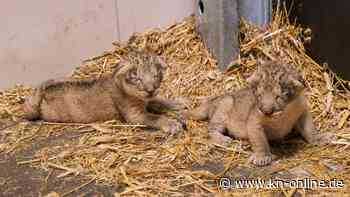 Asiatische Löwin Heidi bringt zwei Welpen im Schweriner Zoo zur Welt