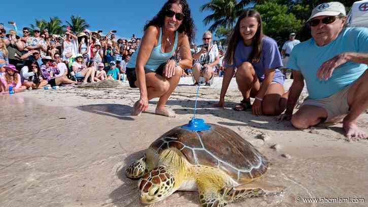 Rehabilitated sea turtle released in Florida Keys to join Tour de Turtles