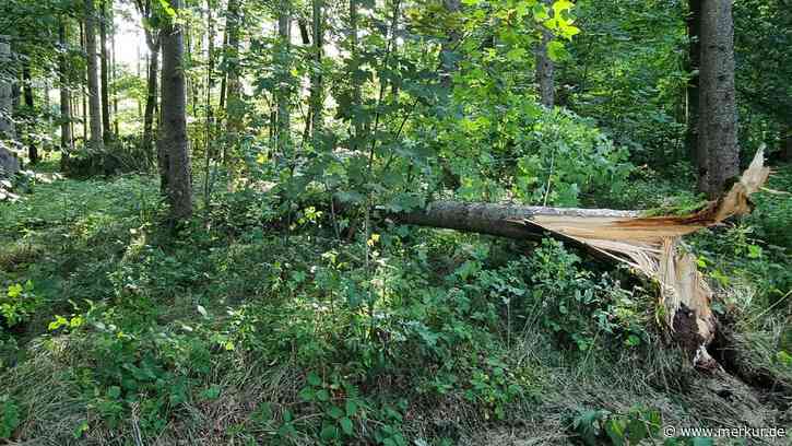 Gewittersturm Ronson verursacht auch Schäden in den Wäldern