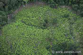 Coca Price Crash Contributing to Colombia Food Insecurity-UN
