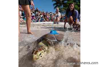 Rehabilitated Sea Turtle Released in Florida Keys to Join Tour De Turtles