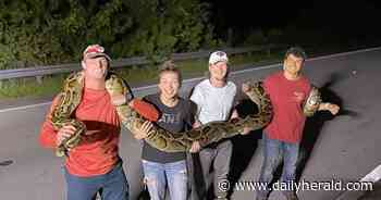 Arlington Heights man helps capture 19-foot Burmese python -- a Florida record