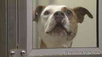 Olivette animal shelter asks for foster homes amid 190% intake increase