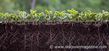 How Researchers Gain Insight into Creating Drought-Resistant Crops