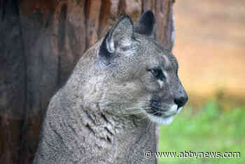 Campground shut down after cougar kills dog in Cultus Lake
