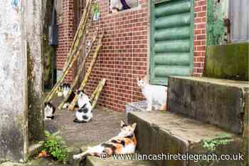 Experts warn deadly cat virus could be catastrophic for UK