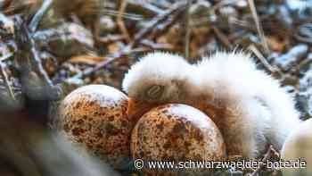 Nachwuchs in Wildberg: Turmfalken kehren in Sulzer Kirche zurück